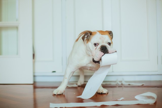 why do dogs like cat poop so much