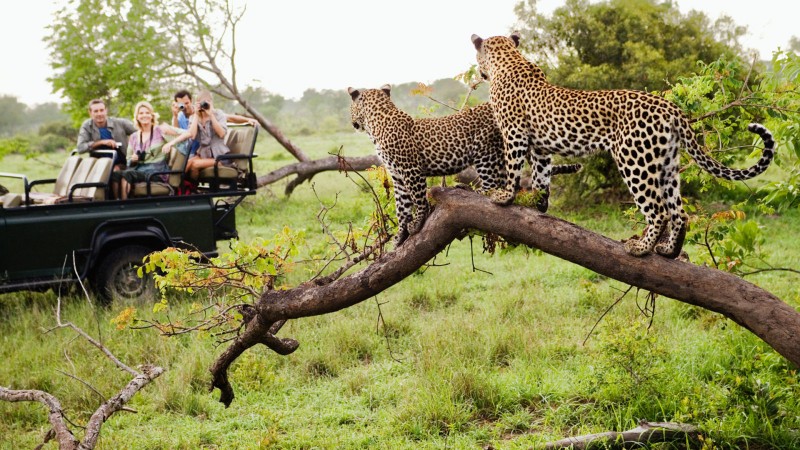 15 Things You Must Know Before Going on Safari in South Africa