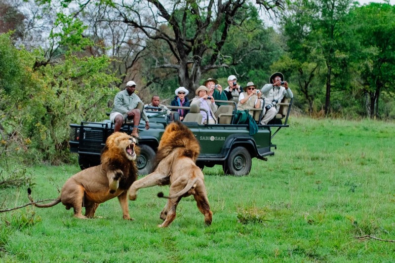 15 Things You Must Know Before Going on Safari in South Africa