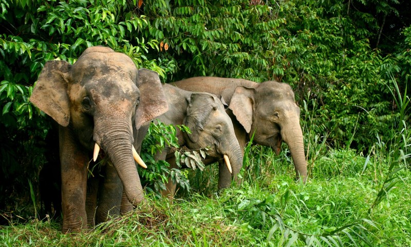 7 Things You Must Do In Borneo
