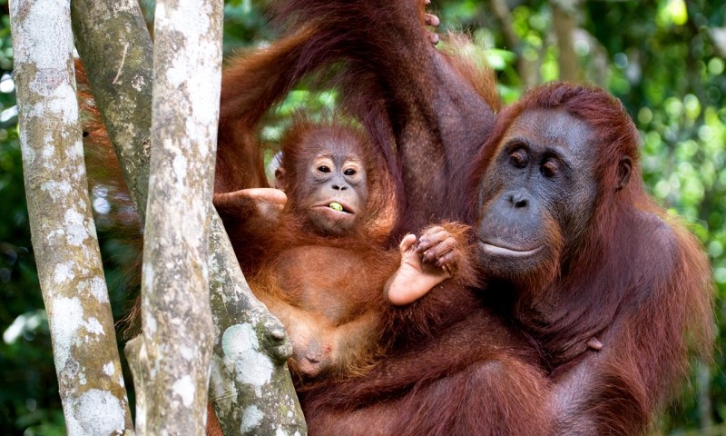 7 Things You Must Do In Borneo