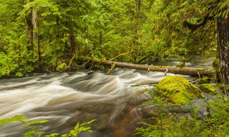 The World’s 7 Most Amazing Forests