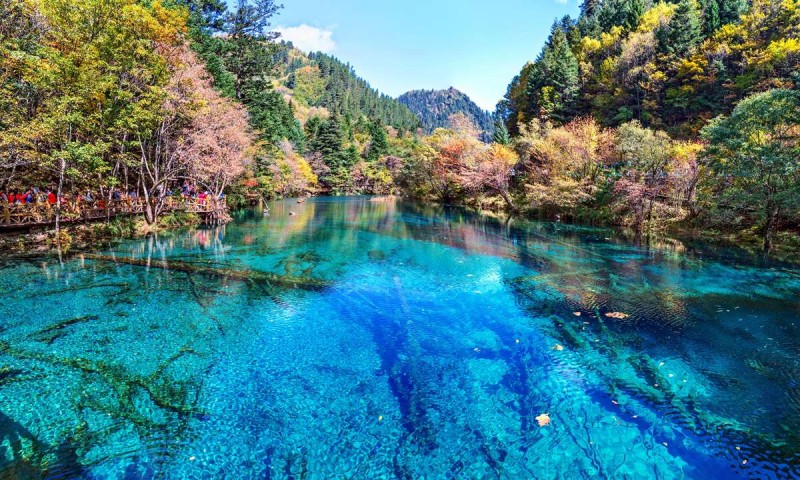 The World’s 7 Most Amazing Forests