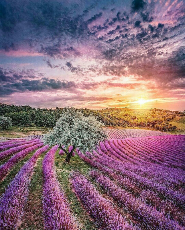 Lavender Fields, Hungary