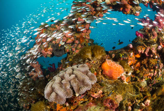 The Best Places Around the World to Scuba Dive