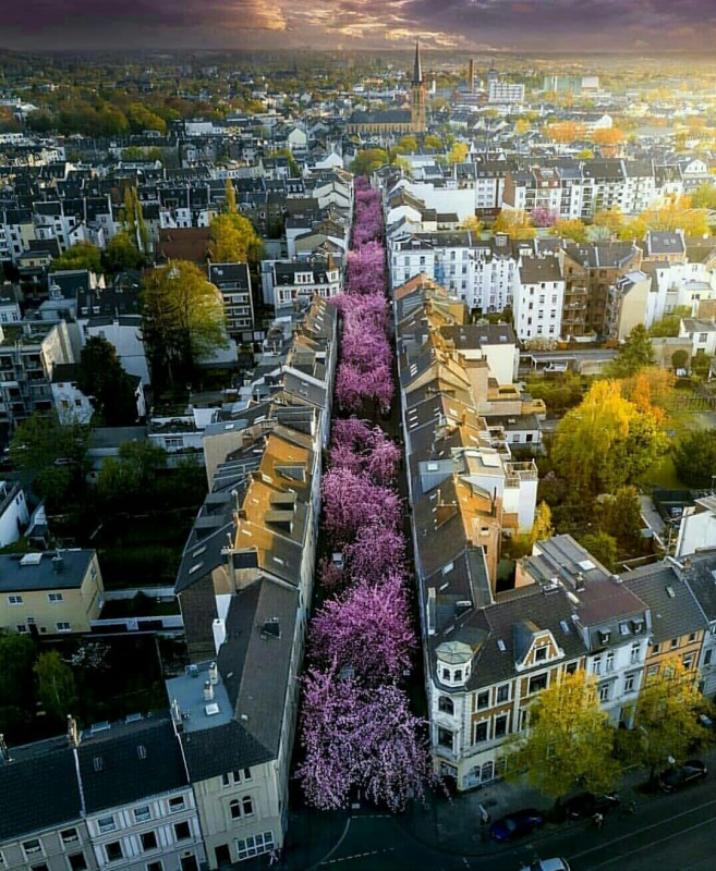 Violet Street Bonn, Germany