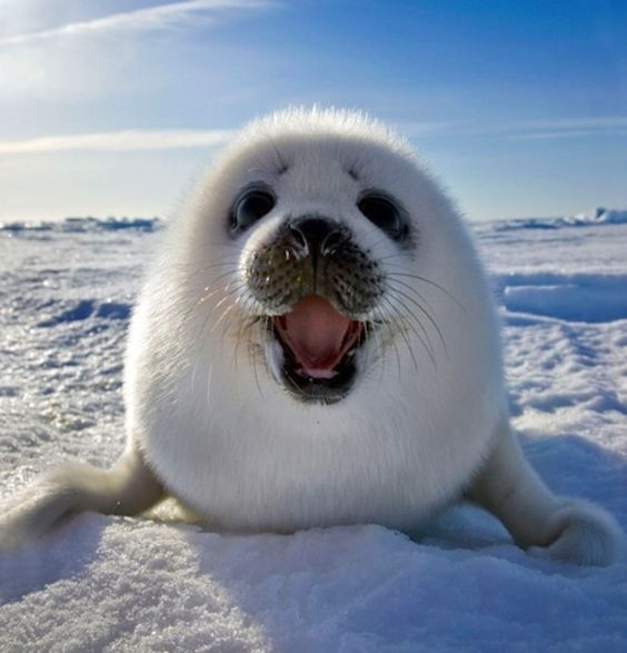 10 Super Happy Animals - Animals | Katalay.net