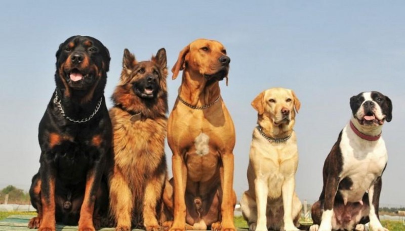 10 Best Dog Foods