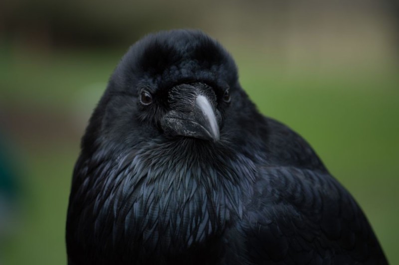 10 Fascinating Facts About Ravens