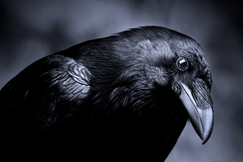 10 Fascinating Facts About Ravens