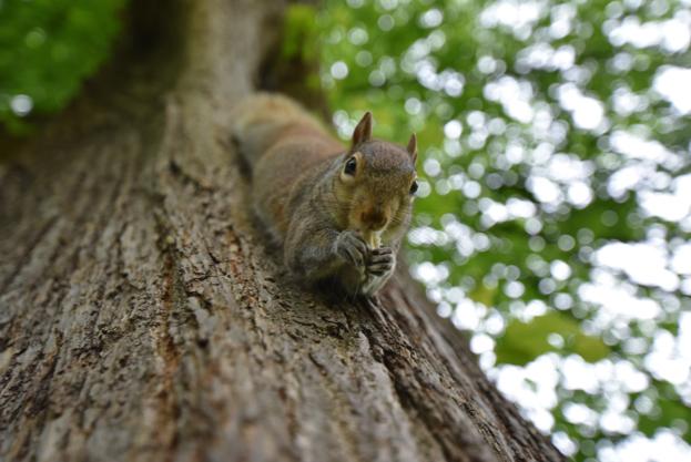  10 Nutty Facts About Squirrels