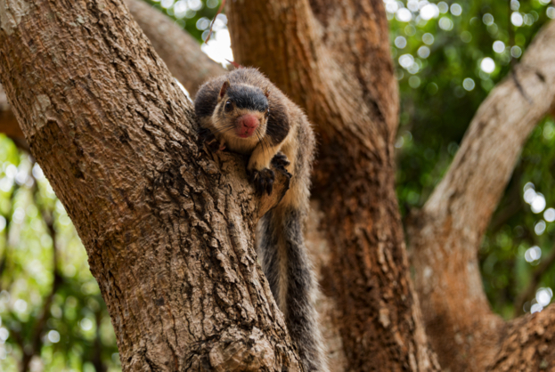  10 Nutty Facts About Squirrels