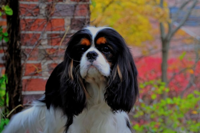 15 Best Dog Breeds For Travelers Animals