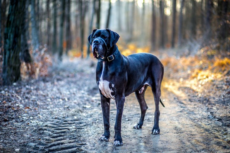 15 Best Dog Breeds For Travelers