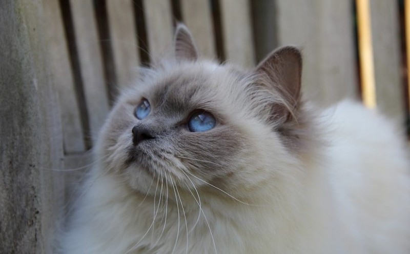 7 Facts About Ragdoll Cats