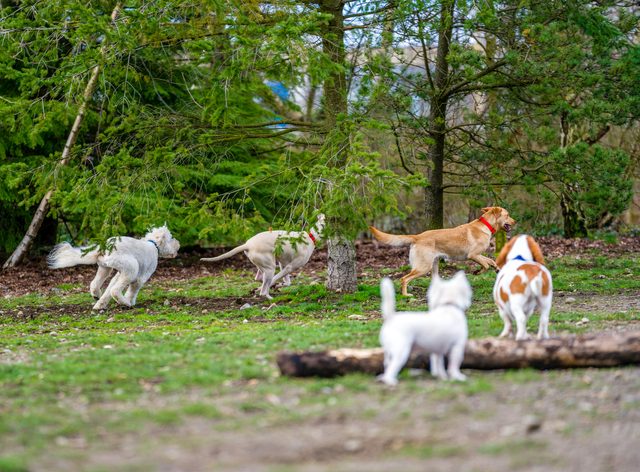 7 Things To Know About Kennel Cough Amp Antibiotics