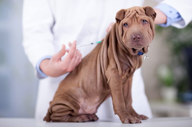 7 Things To Know About Kennel Cough & Antibiotics