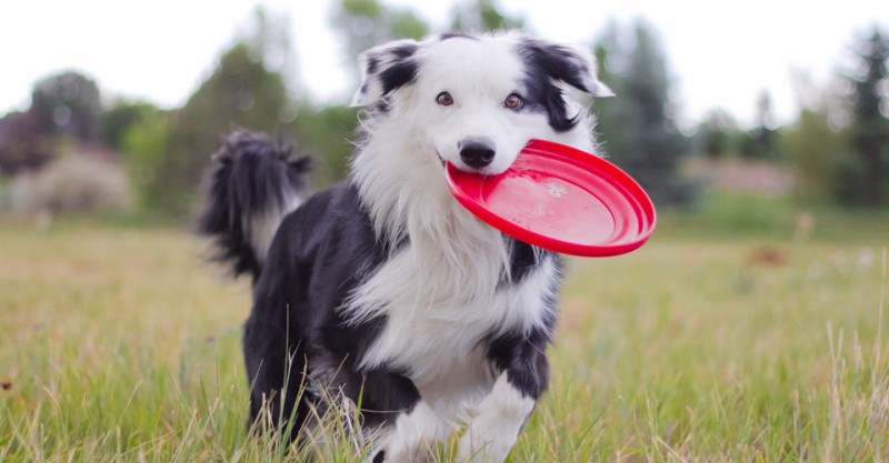 8 Mistakes That Are Making Your Dog Depressed