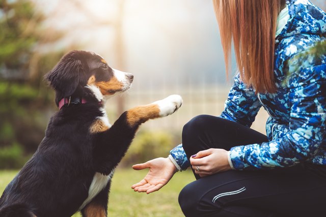 8 Mistakes That Are Making Your Dog Depressed