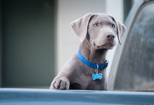 8 Tips That Could Lengthen Your Dog's Life 
