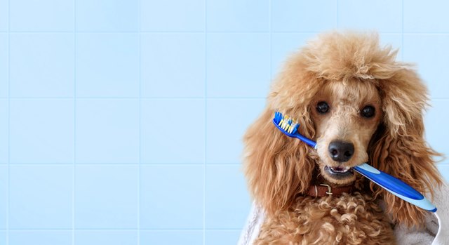 8 Tips That Could Lengthen Your Dog's Life 
