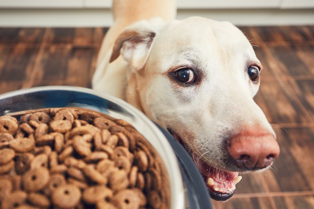 8 Tips That Could Lengthen Your Dog's Life 
