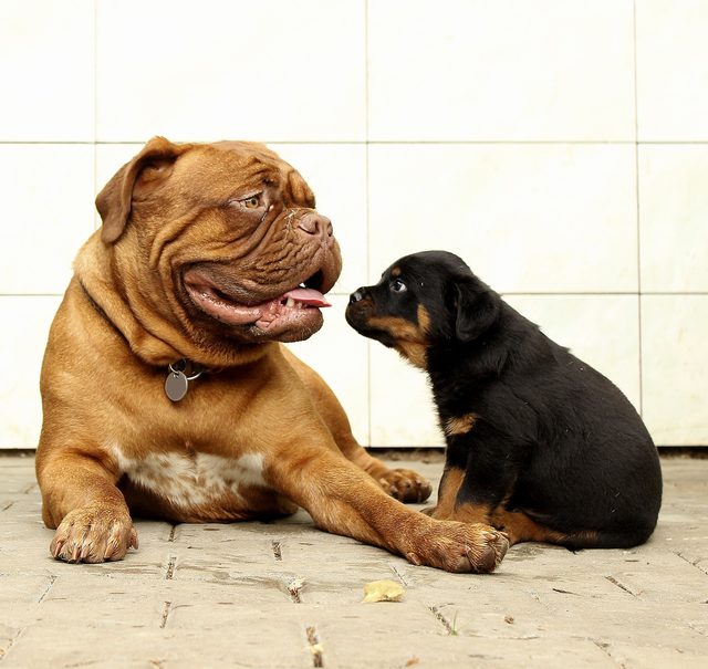 Are Big Dogs Smarter Than Small Dogs?