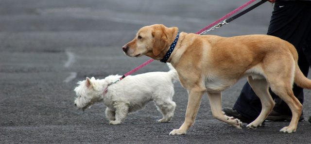 are-big-dogs-smarter-than-small-dogs