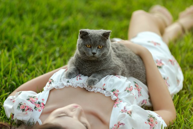Are Cats Good for Human Health? Here Are the Proven Benefits of Having a Cat