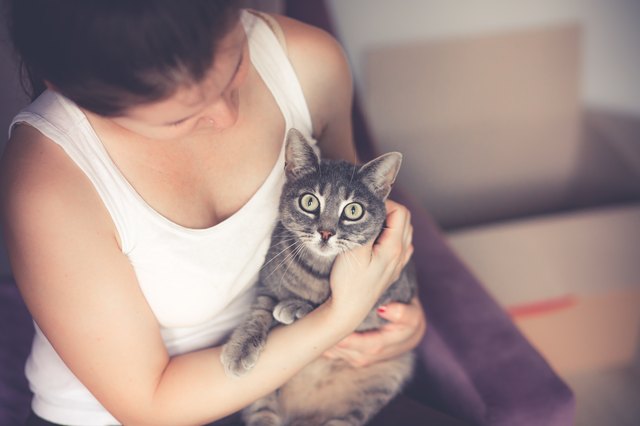 Are Cats Good for Human Health? Here Are the Proven Benefits of Having a Cat