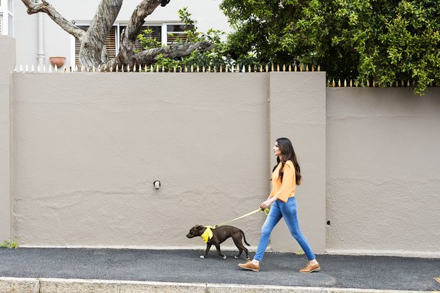 Are Dogs Good for Human Health?