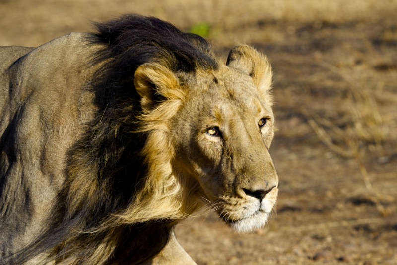 7 Rare And Exotic Wildlife Species That Can Be Found In India