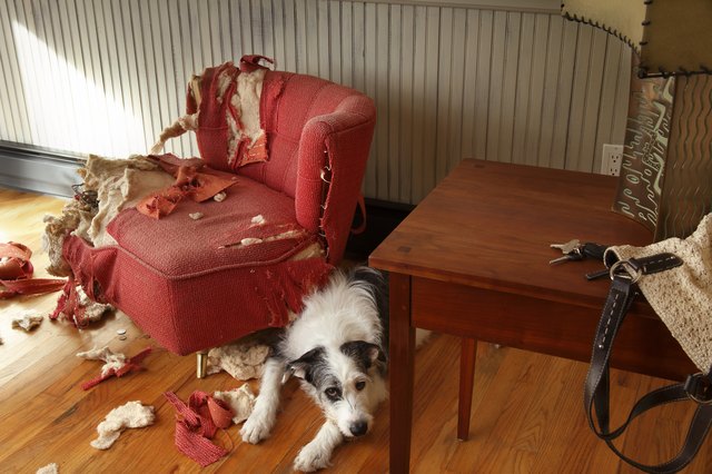 Bad Behaviors You’re Unknowingly Causing in Your Dog