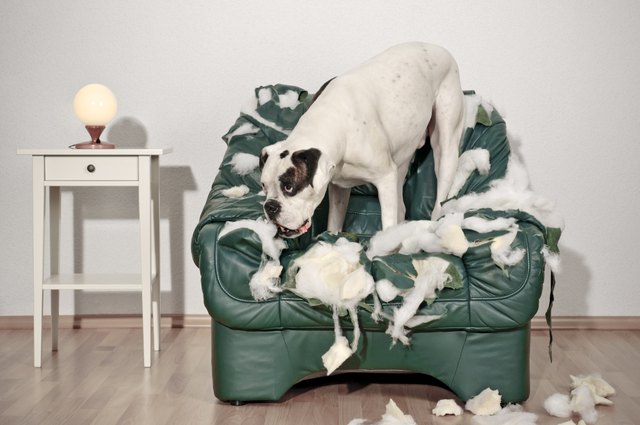 Bad Behaviors You’re Unknowingly Causing in Your Dog