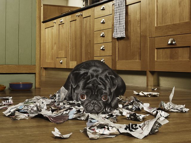 Bad Behaviors You’re Unknowingly Causing in Your Dog