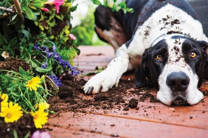 Bad Behaviors You’re Unknowingly Causing in Your Dog