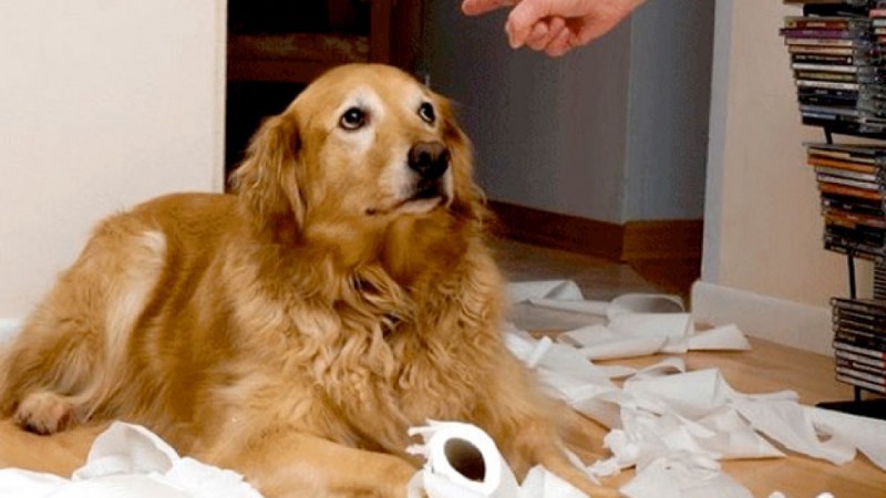 Bad Behaviors You’re Unknowingly Causing in Your Dog