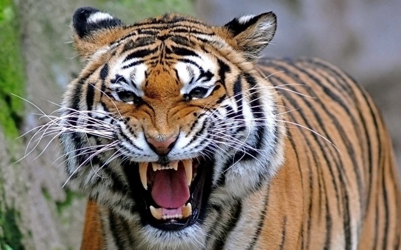 7 Rare And Exotic Wildlife Species That Can Be Found In India