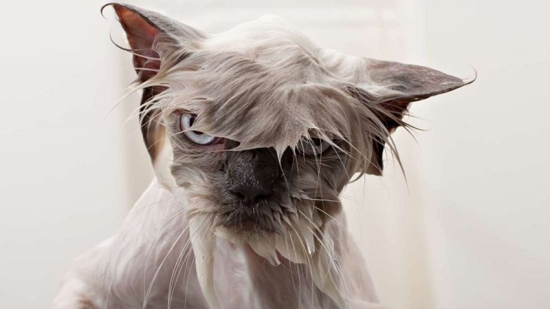 Big Questions Why Are Cats Afraid of Water?