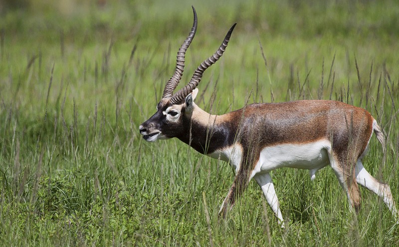 7 Rare And Exotic Wildlife Species That Can Be Found In India