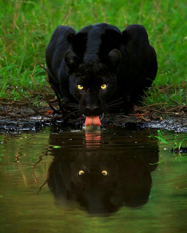 Black Panther