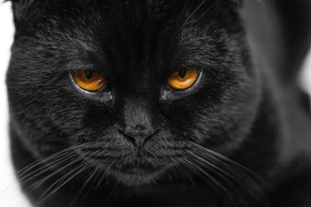 Can Cats Really See Ghosts?