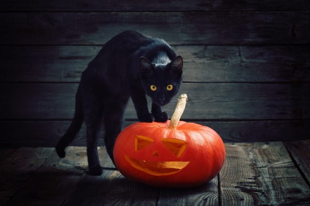 Can Cats Really See Ghosts?