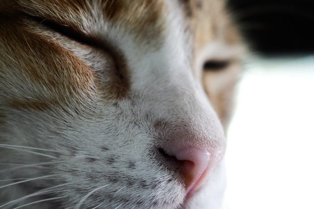Can Cats Smell Cancer In Humans?