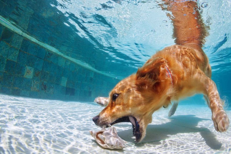 How Long Can Dogs Hold Their Breath Underwater - Turtlean