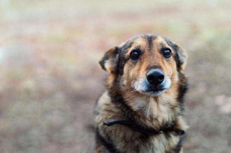 Can Dogs Tell When They're Being Treated Unfairly?