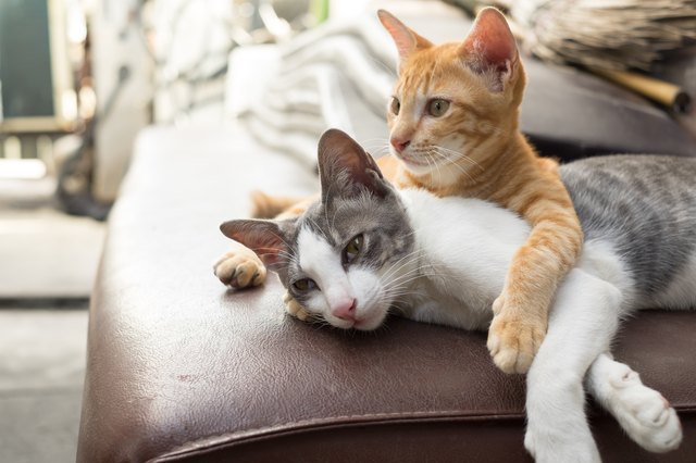 Can Kittens Have More Than One Father Animals Katalay