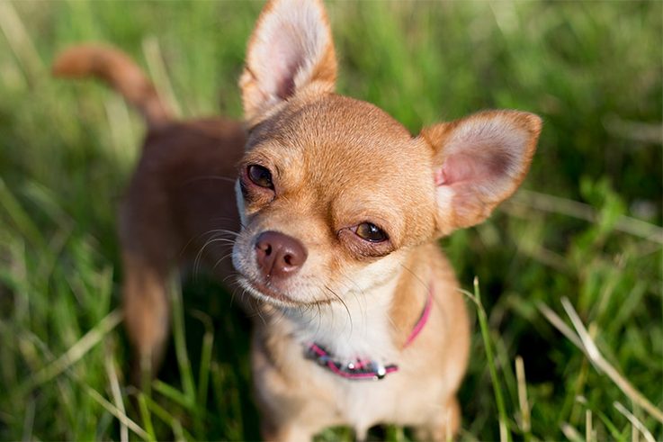 10 Best Dog Breeds For City Dwellers