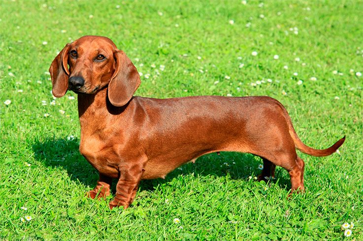 10 Best Dog Breeds For City Dwellers