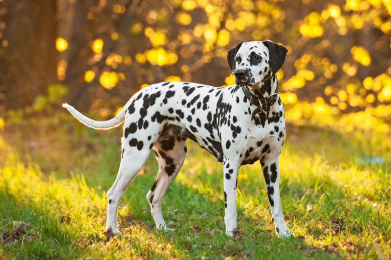 The 10 Fastest Dog Breeds